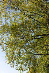 sunny autumn weather in a birch forest with a blue sky