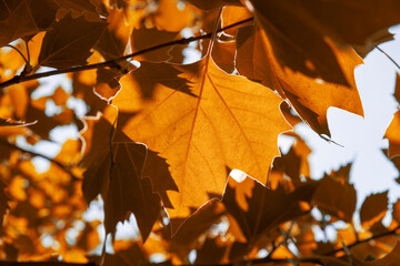 Fototapeta premium beautiful foliage of sycamore tree with bright yellow foliage