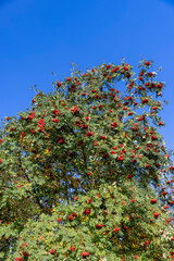 Fototapeta na wymiar autumn changes on rowan trees on a sunny day