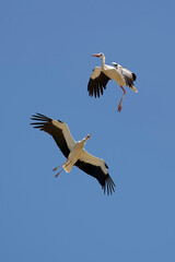 Fototapeta na wymiar White storks - Ciconia ciconia