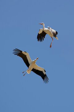 White storks - Ciconia ciconia