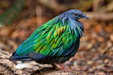 Nicobar pigeon - Caloenas nicobarica