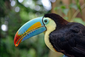 Keel-billed toucan - Ramphastos sulfuratus