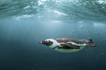 African penguin - Spheniscus demersus - obrazy, fototapety, plakaty