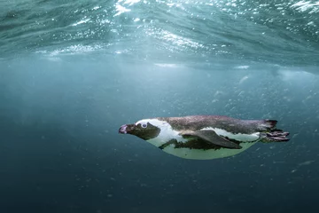 Deurstickers African penguin - Spheniscus demersus © Fab