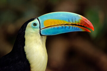 Keel-billed toucan - Ramphastos sulfuratus