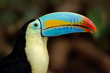 Foto op Plexiglas Keel-billed toucan - Ramphastos sulfuratus © Fab