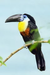 Rolgordijnen Channel-billed toucan - Ramphastos vitellinus © Fab