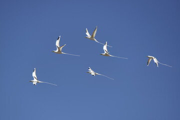 White-tailed tropicbirds - Phaethon lepturus