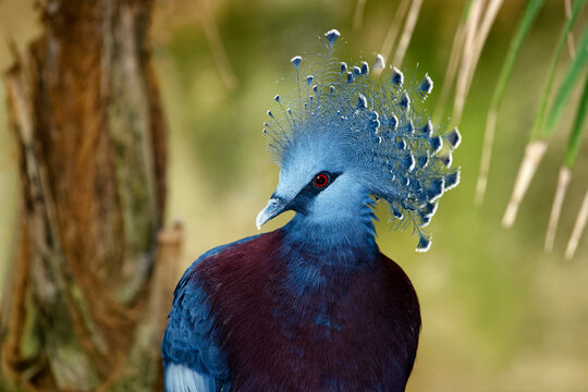 Victoria crowned pigeon - Goura victoria