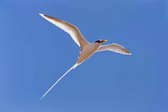 White-tailed tropicbird - Phaethon lepturus
