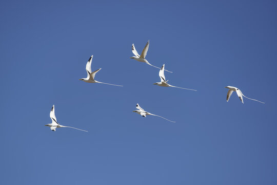 White-tailed tropicbirds - Phaethon lepturus