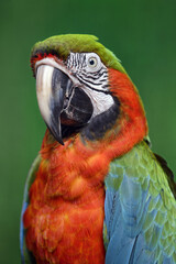 Harlequin macaw (hybrid macaw) - Ara ararauna x Ara chloropterus