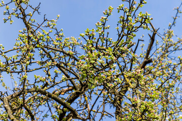 spring garden with cherry blossoms in sunny weather