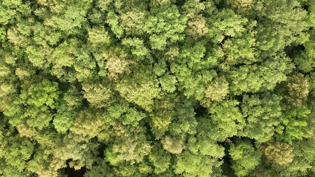 Aerial footage of leafy forest in the morning, summer season, drone moving