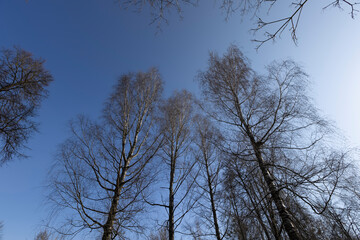 leafless deciduous trees in the spring season