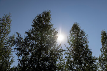 birch trees in summer in sunny weather