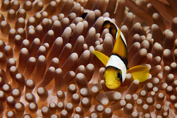 Juvenile mauritian clownfish - Amphiprion chrysogaster - obrazy, fototapety, plakaty