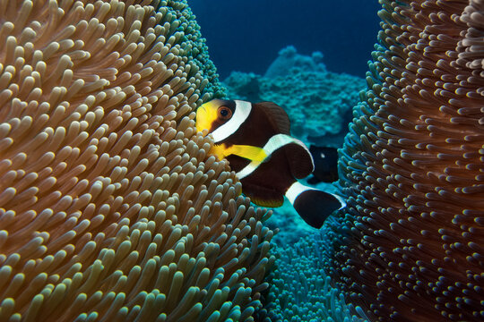 Mauritian anemonefish - Amphiprion chrysogaster