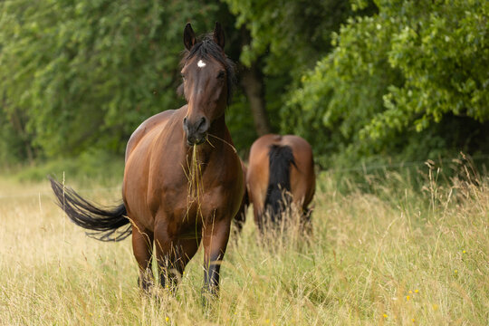 Pferd frißt im hohen Gras