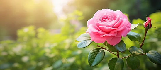Fotobehang In the vibrant garden, amidst the lush green foliage, the beautiful pink rose blossom stood out, radiating its natural beauty and floral charm to the surrounding nature. © AkuAku