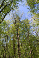 young foliage on deciduous trees in the forest in the spring season