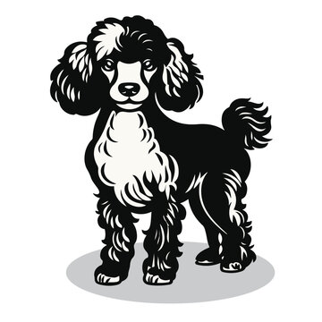 Standard Poodle silhouettes and icons. black flat color simple elegant Standard Poodle animal vector and illustration.