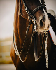A bay sports horse is dressed in sports equipment for riding on a clear day. Dressage. The horse's nose. Horse riding.
