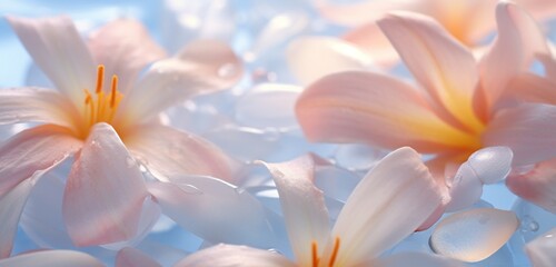 a close-up of delicate flower petals, pale lavender blues and subtle coral oranges.