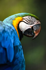 Arara 