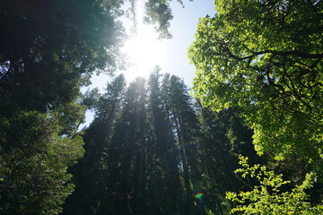 sun rays through trees
