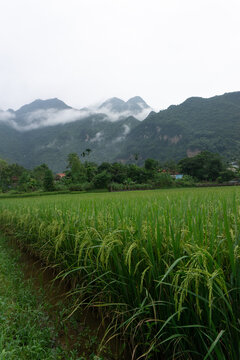 the rice fields of Mai Chau