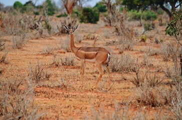 impala in the savannah