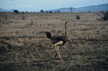 Naklejka premium ostrich in the wild