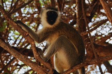 Monkey in a Tree