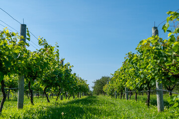 Rows of beautiful green grape plants supported by wires on wood poles in morning sun, with clear blue sky and leaves fluttering in a slight breeze.