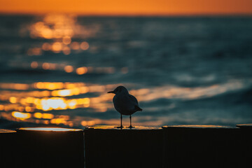 Ptak o zachodzie słońca.
