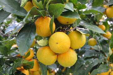 Ripening oranges on sunshine in orchard Losinj island, Croatia