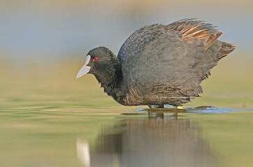 Eurasian Coot (Fulica atra) feeding on the lake shore.