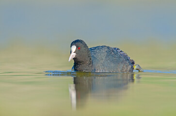 Eurasian Coot (Fulica atra) swimming in the lake.