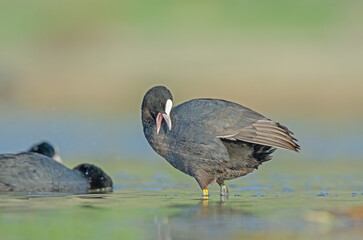 Eurasian Coot (Fulica atra) cleaning its feathers in the lake.