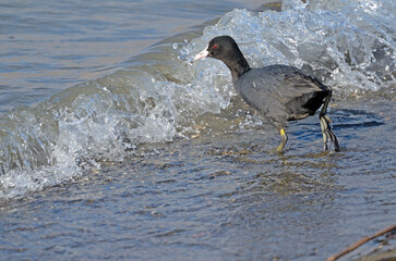 Eurasian Coot (Fulica atra) feeding on the lake shore.