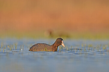 Eurasian Coot (Fulica atra) feeding in the lake.