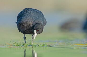 Eurasian Coot (Fulica atra) feeding on the lake shore.