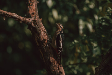 Lesser spotted woodpecker, Dendrocopos minor, on tree trunk.