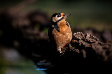 Lesser spotted woodpecker, Dendrocopos minor, on tree trunk.