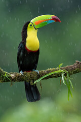 Toucan in the rain sitting on the branch in rainforest © Lukas Gogh