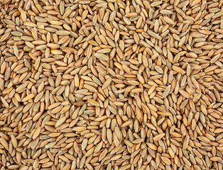Background from dry winter rye grains, top view. Rye grain texture.
