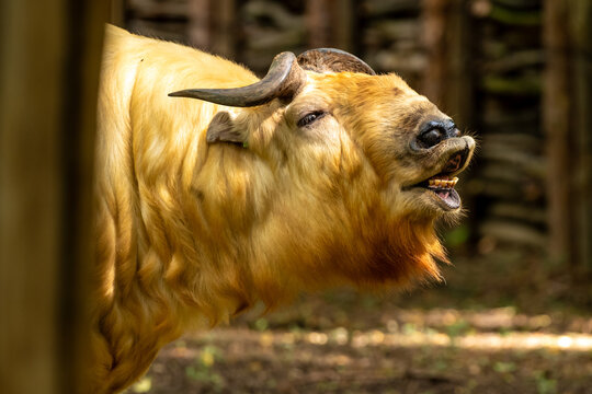 Takin złoty (Budorcas taxicolor) ssak z rodziny wołowatych (Bovidae).