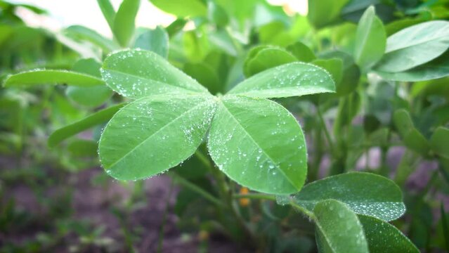 Close Up of bean leaves exposed to morning dew in a field